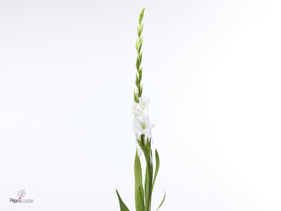Gladiolus (Large-flowered Grp) 'Puravida'