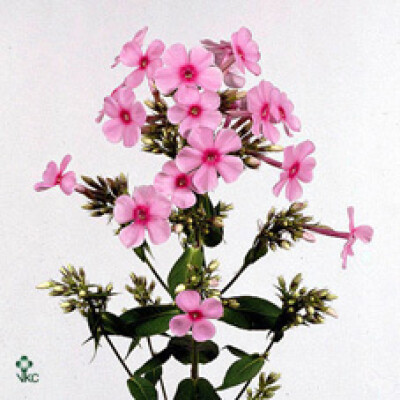 Phlox (Paniculata Grp) Miss Pepper