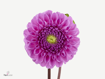 Dahlia (Ball Grp) Glamour