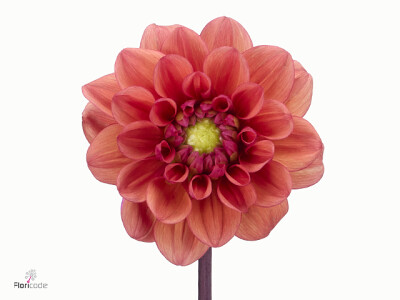 Dahlia (Decorative Grp) 'Orange Girl'