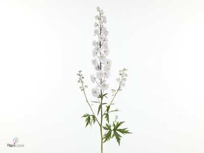 Delphinium dubbelbloemig (Elatum Grp) 'Dewi Wollie'