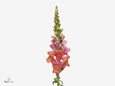 Antirrhinum majus 'Potomac Bright Orange'