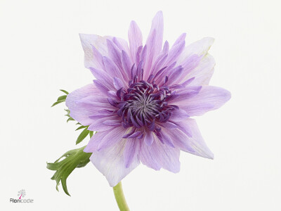 Anemone coronaria 'Fullstar Light Violet'