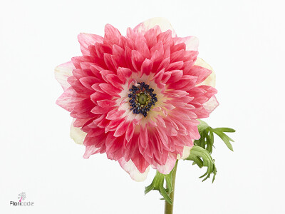 Anemone coronaria 'Fullstar Barbi'