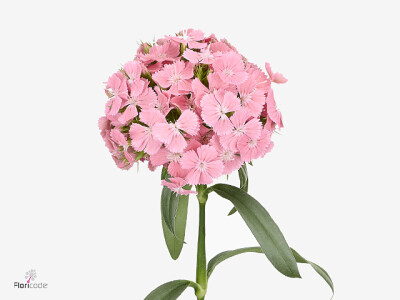 Dianthus barbatus Gabriella Breanthus