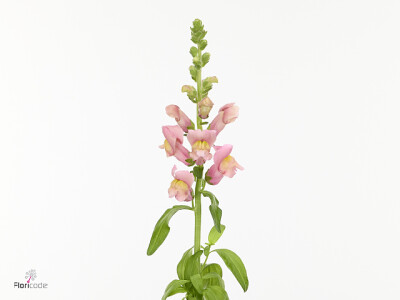 Antirrhinum majus Nantes Orange Rose
