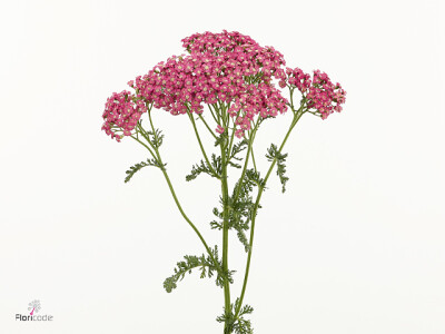 Achillea 'Neonglow Fuchsia'