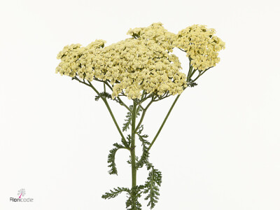 Achillea 'Neonglow Saffron'