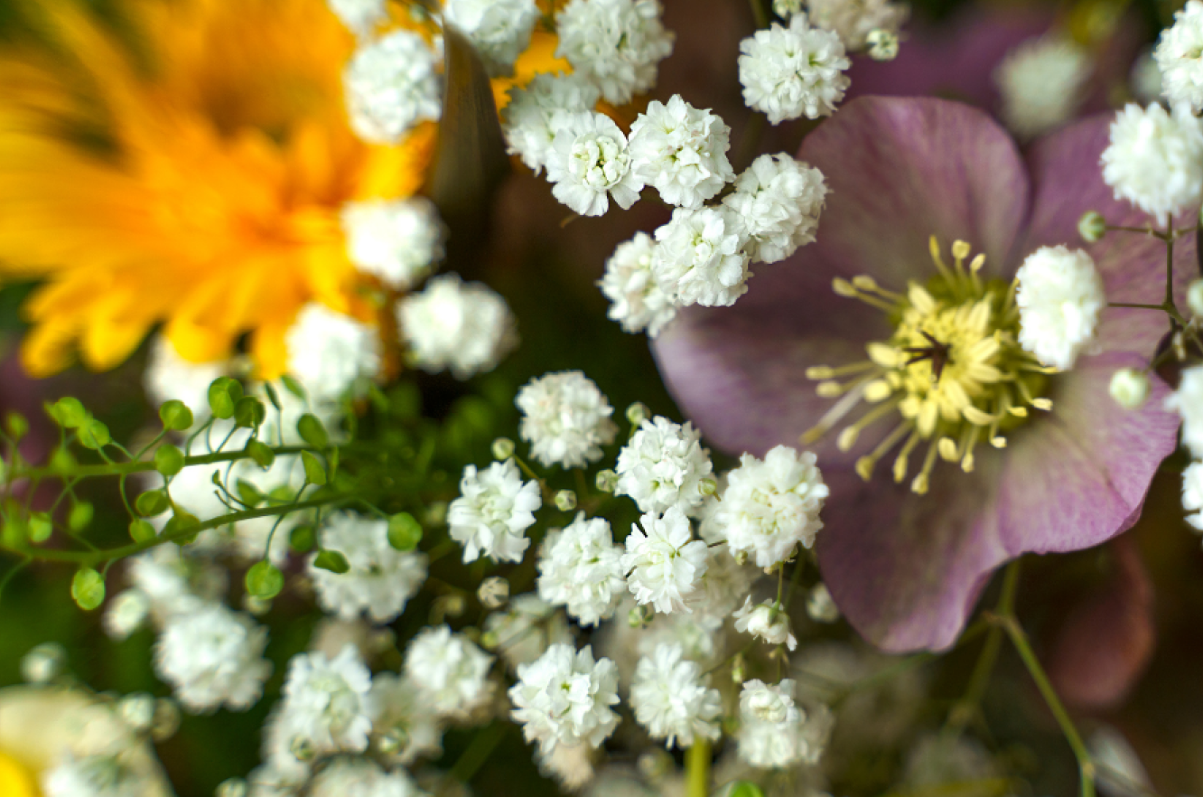 365-gypsophila-24001.png
