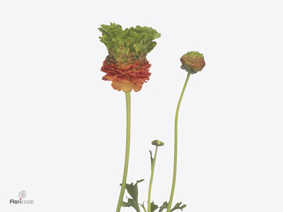 Ranunculus asiaticus Romance Crown Nervion
