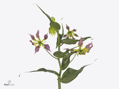 Gloriosa carsonii 'Purple King'