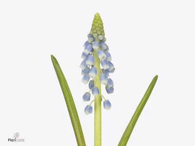 Muscari 'Emmy'