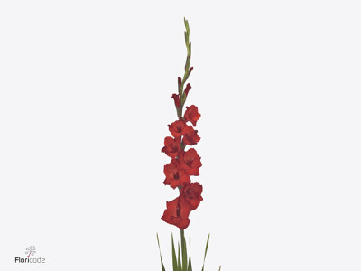 Gladiolus (Large-flowered Grp) 'Simply Red'