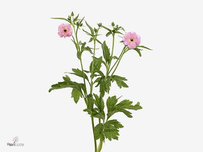 Ranunculus Butterfly Venus