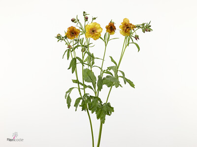 Ranunculus Butterfly Uranus