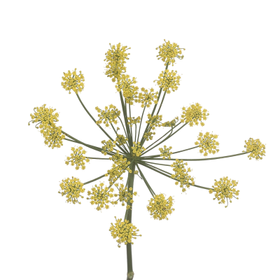 Foeniculum vulgare