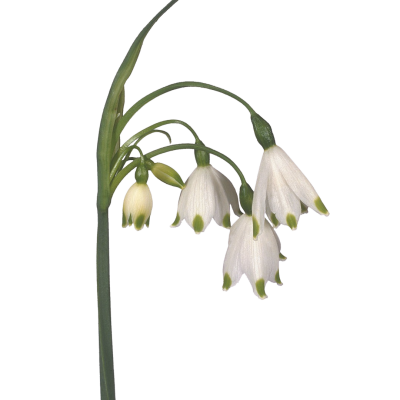 Leucojum aestivum