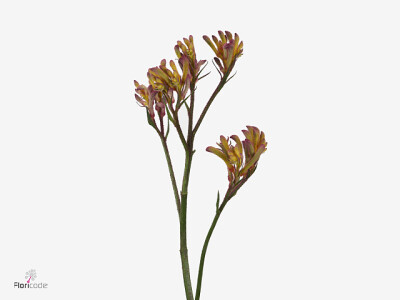 Anigozanthos Bush Blitz