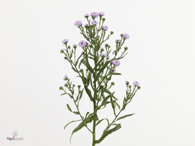 Aster 'Pompon Milka'