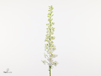 Delphinium (Elatum Grp) Paramo Full Moon