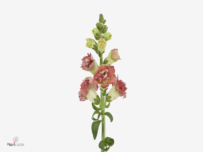 Antirrhinum majus Madame Butterfly Bronze White