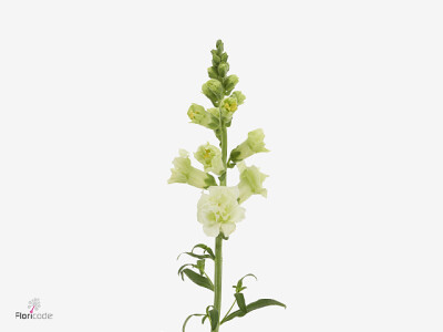 Antirrhinum majus Madame Butterfly Ivory