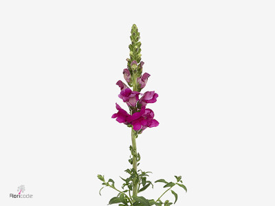 Antirrhinum majus 'Monaco Purple'