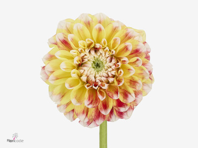 Dahlia (Decorative Grp) 'Jowey Fantasy'