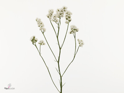 Limonium sinuatum 'White Wip'