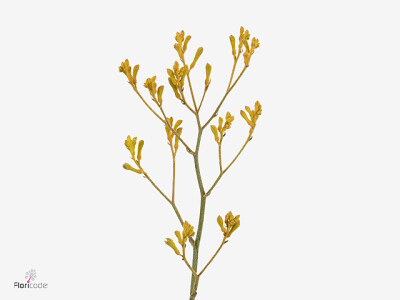 Anigozanthos Golden Peach