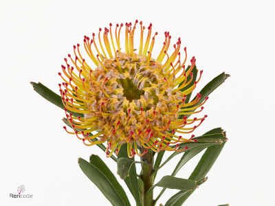 Leucospermum overig Ayoba Inferno
