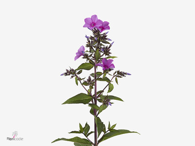 Phlox (Paniculata Grp) 'Gogo Blue'