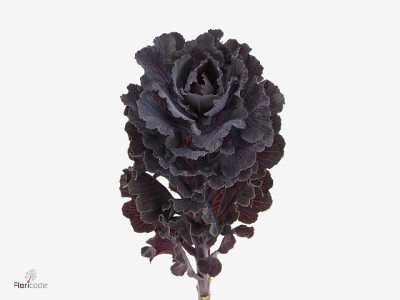 Brassica oleracea 'Black Jewel'