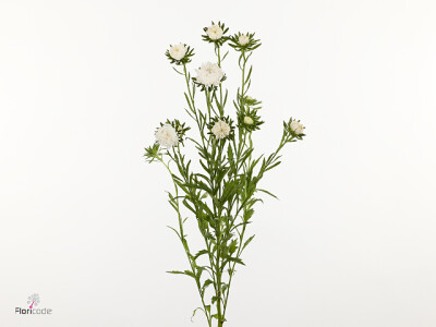Callistephus chinensis 'Jupiter White'