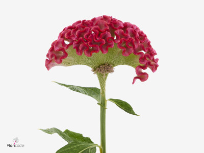Celosia (Cristata Grp) 'Punch'