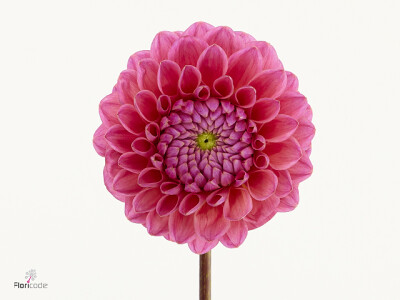 Dahlia (Decorative Grp) 'Dikara Superb'