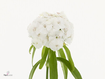 Dianthus barbatus Poethus White