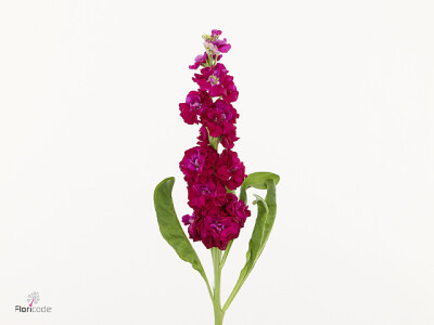 Matthiola incana Stox Red