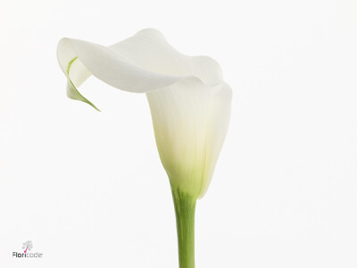 Zantedeschia overig Virgin Art