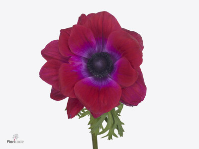 Anemone coronaria 'Mistral Magenta'